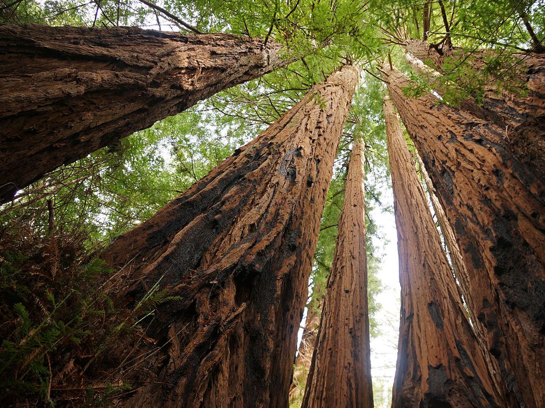 L’albero più alto del mondo misura 115 metri e per i biologi ha 1.260 anni