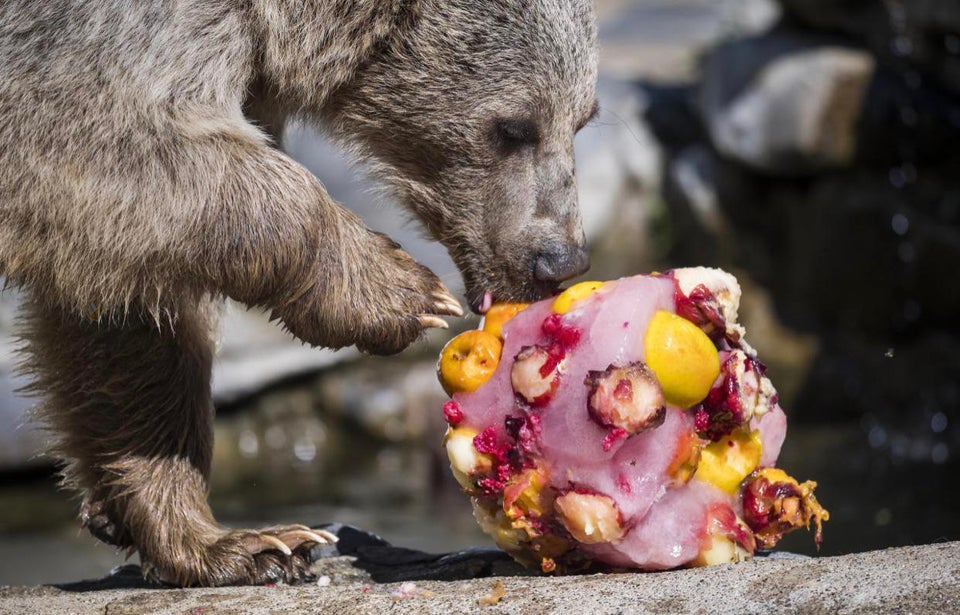 L’orso che a Scanno se ne va in gelateria