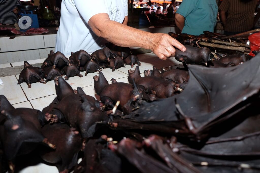 pipistrello