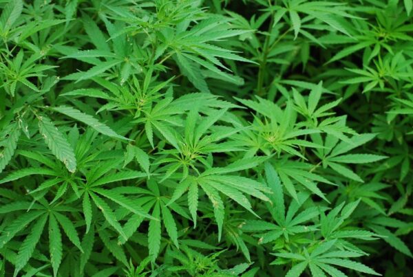 cannabis