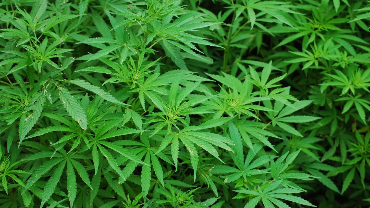 “Per uscire dalla crisi liberalizziamo la cannabis” <br> Le proposte grilline per risollevare il Pil <br> Più ricchi e più sballati