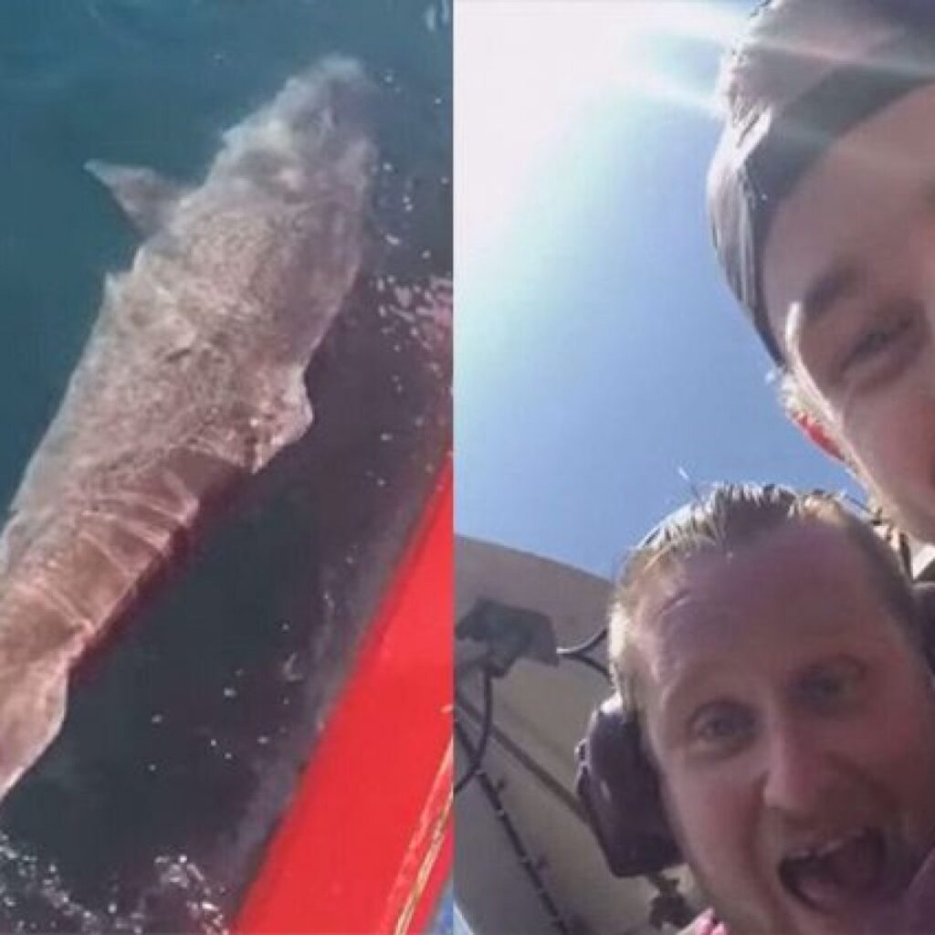 pescatori pinna squalo