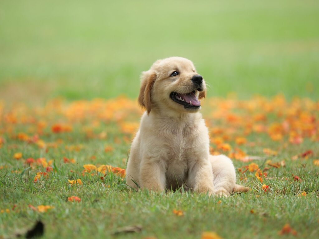 cane