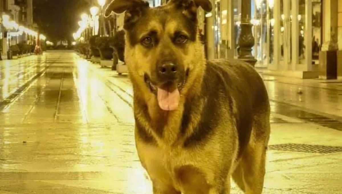Il web si mobilita per liberare Max, randagio nominato cane di quartiere a Taranto.<br> I cuccioli vaganti in Italia sono almeno 700 mila